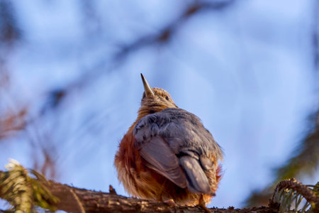 (Sitta europaea) On a tree, it is a small bird found in temperate Europe and Asia.