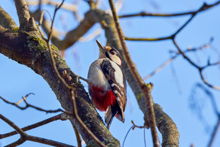 Leiopicus medius, on a tree looking for food