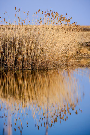 Group of reeds on a lake reflected in the shine of the waterの写真素材