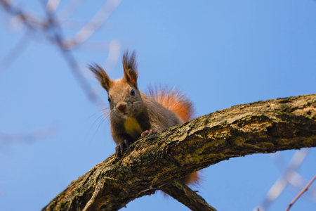 a squirrel on the branches of a tree.