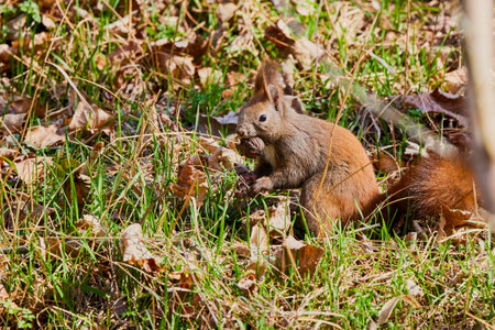 a squirrel sitting in the grass looking for food.