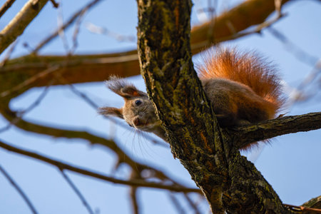 a squirrel on the branches of a tree.