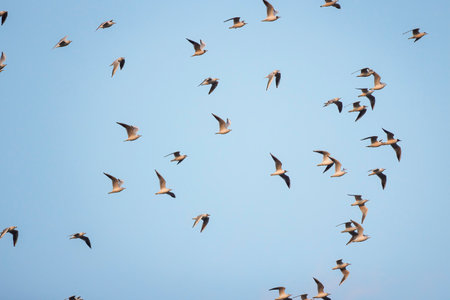 group of seagulls in flight in the blue skyの写真素材