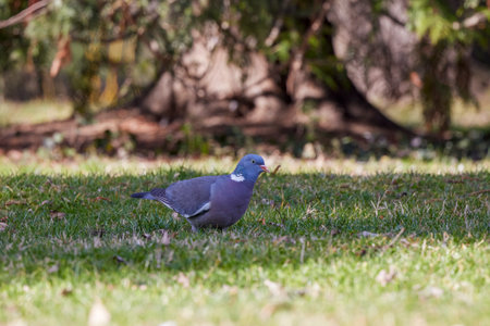 wild pigeons through the grass in a park looking for foodの写真素材