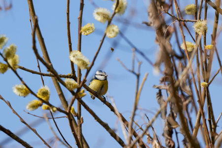 (Cyanistes caeruleus) on a tree branch on a spring day.の写真素材