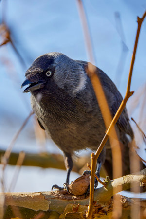 a crow sitting on a branch and eating a nut.の写真素材