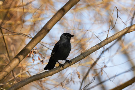 a crow sitting on a tree branch on a sunny spring dayの写真素材