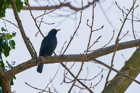 (Turdus merula) sits on a tree branch and sings.の写真素材