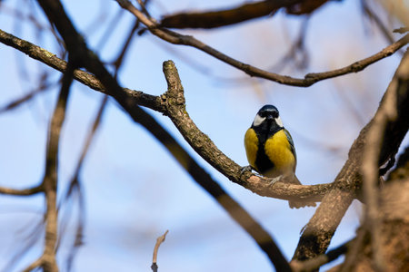 (Parus major) on a tree branch on a spring day.の写真素材
