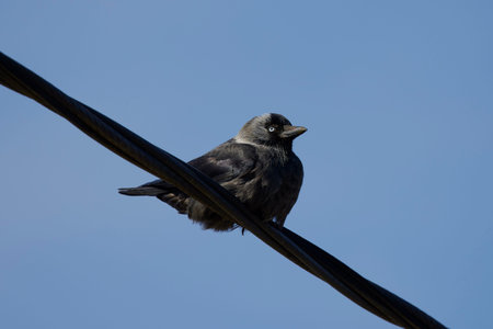 a crow sitting on a power wire.の写真素材
