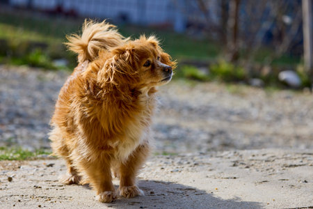 portrait with an old pet dog in blur backgroundの写真素材