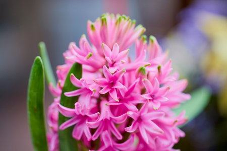 landscape with pink hyacinth in blurred backgroundの写真素材