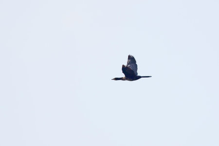 a cormorant in flight isolated on the background of the sky