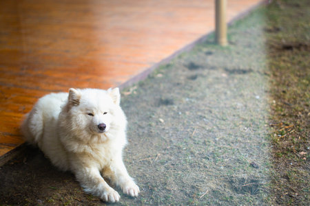 a Samoyed dog that sits on the ground.の写真素材