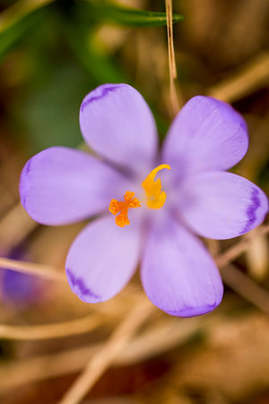 macro with (Crocus heuffelianus) image with selective focus and blurred background.