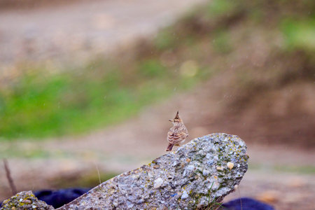 (Galerida cristata) on the ground looking for food.