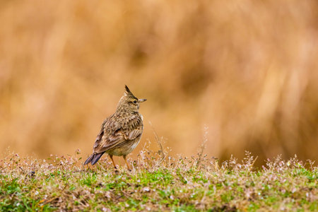 (Galerida cristata) on the ground looking for food.の写真素材