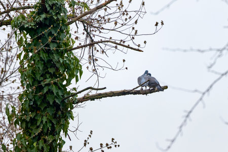 a pair of wild pigeons during mating season.の写真素材