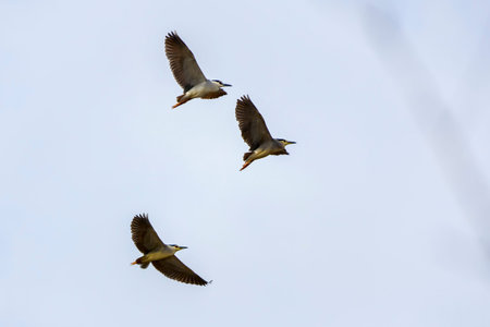 (Nycticorax nycticorax) in flight in the sky during the migration period.