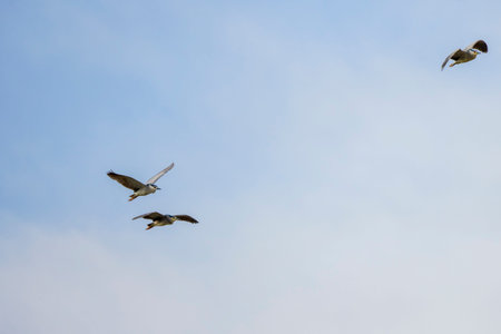 (Nycticorax nycticorax) in flight in the sky during the migration period.
