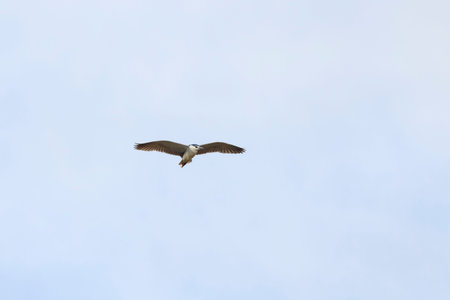 (Nycticorax nycticorax) in flight in the sky during the migration period.