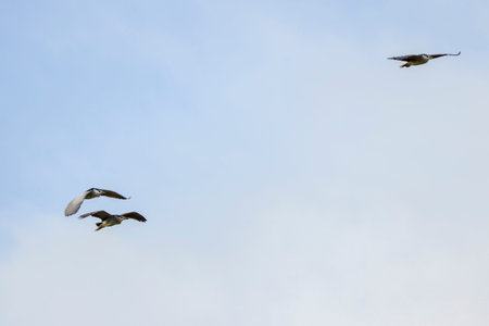 (Nycticorax nycticorax) in flight in the sky during the migration period.