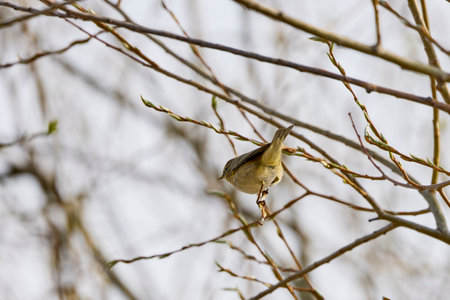 (Phylloscopus collybita) sits on a tree branch.の写真素材