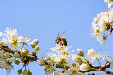 a bee pollinating the flowers of a tree on a spring day.の写真素材