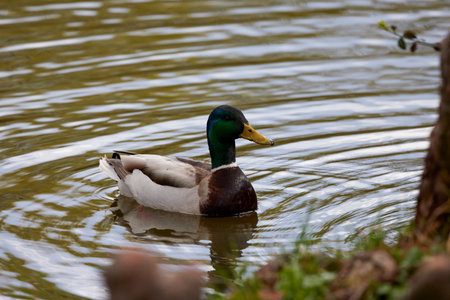portrait with a wild duck on a lake.の写真素材