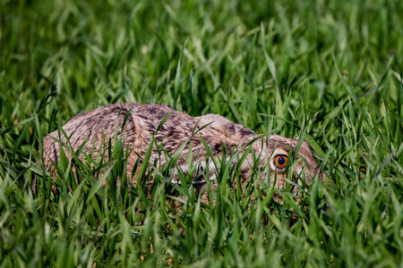 a hare hiding in green wheat.の写真素材
