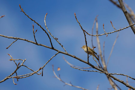 (Phylloscopus collybita) sits on a tree branch.