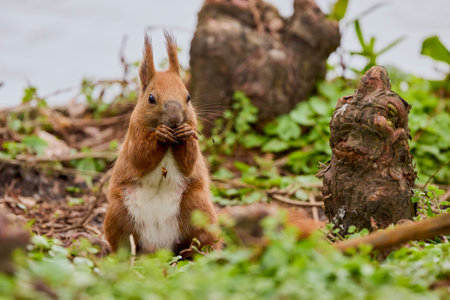portrait with a squirrel on the ground on a spring day eating.の写真素材