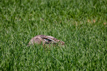 a hare hiding in green wheat.
