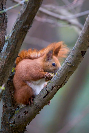 portrait with a squirrel on a tree on a spring day eating.