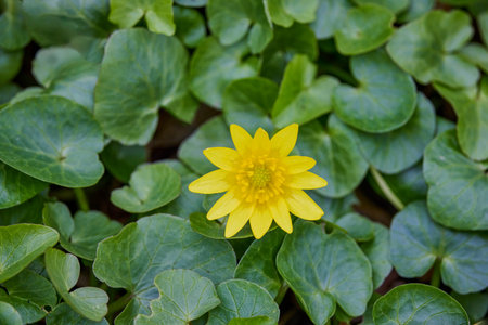 the beautiful yellow field flower in the spring