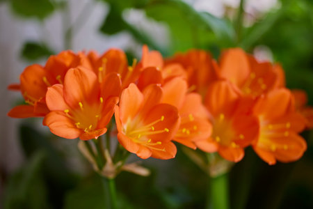 close up with Clivia miniata in a garden.