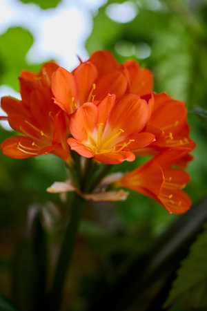 close up with Clivia miniata in a garden.