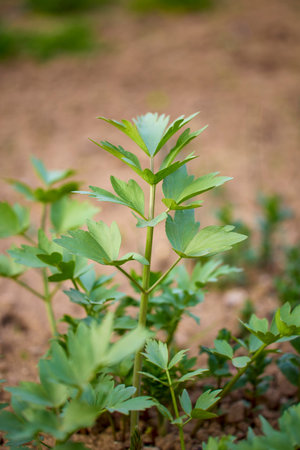 Leustean, the aromatic plant in a country garden.の写真素材