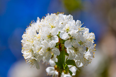 the beautiful blossoming cherry branch.