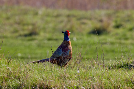 a beautiful male pheasant sits on the ground with grass.