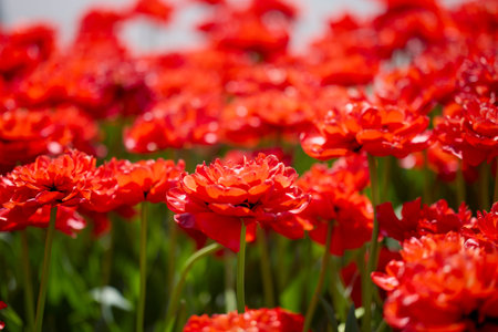 Clouse ap with different types of beautiful tulips in different colors with bokeh.