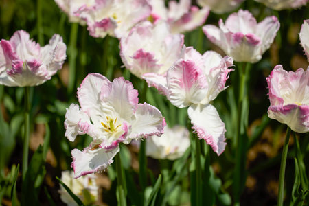 Clouse ap with different types of beautiful tulips in different colors with bokeh.