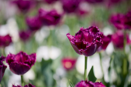 Clouse ap with different types of beautiful tulips in different colors with bokeh.の写真素材