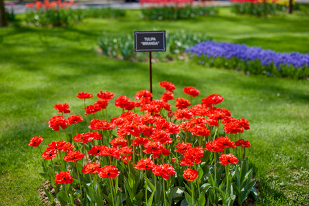 Clouse ap with different types of beautiful tulips in different colors with bokeh.の写真素材
