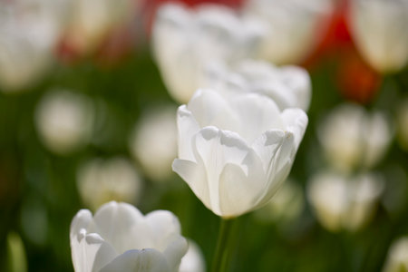 Clouse ap with different types of beautiful tulips in different colors with bokeh.の写真素材