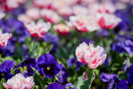 Clouse ap with different types of beautiful tulips in different colors with bokeh.