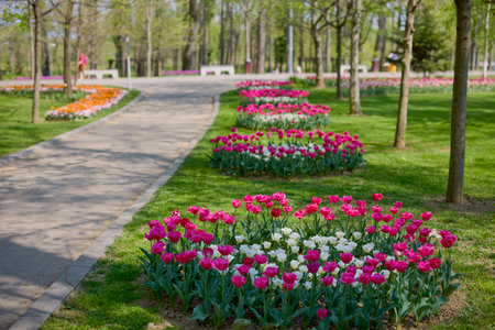 beautiful landscape in the park, arrangement with tulips in spring.の写真素材