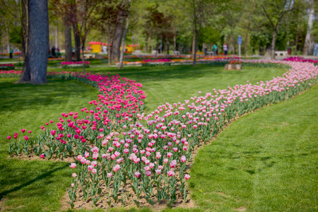 beautiful landscape in the park, arrangement with tulips in spring.の写真素材