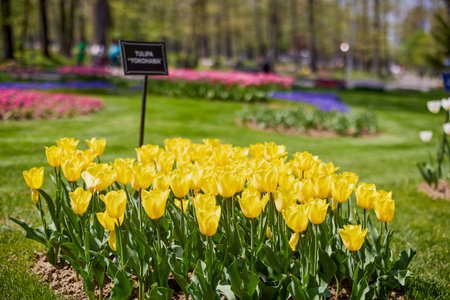 Clouse ap with different types of beautiful tulips in different colors with bokeh.の写真素材