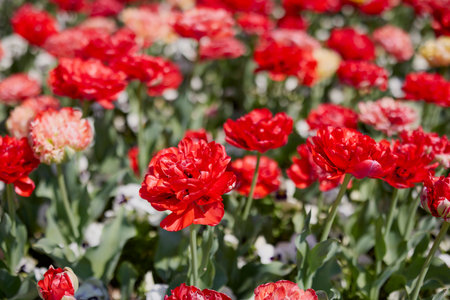 Clouse ap with different types of beautiful tulips in different colors with bokeh.